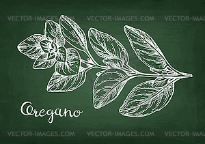 Oregano chalk sketch - vector image