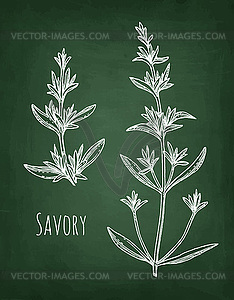 Savory chalk sketch - stock vector clipart