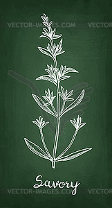 Savory chalk sketch - vector clip art