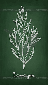 Tarragon chalk sketch - vector clipart