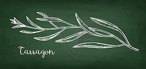 Tarragon chalk sketch - vector clipart