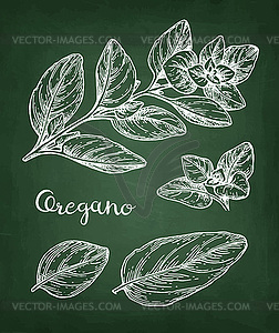Oregano chalk sketch - royalty-free vector image