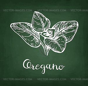 Oregano chalk sketch - vector clip art