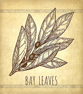 Ink sketch of bay leaves - vector image