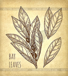 Bay leaves set - stock vector clipart