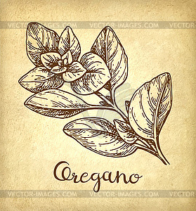 Oregano ink sketch - vector image