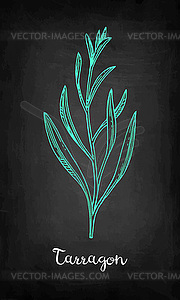 Chalk sketch of tarragon - color vector clipart