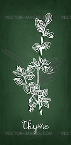 Chalk sketch of thyme - vector clip art