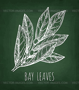 Chalk sketch of bay leaves - vector clipart