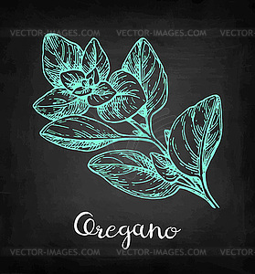 Oregano chalk sketch - vector clipart