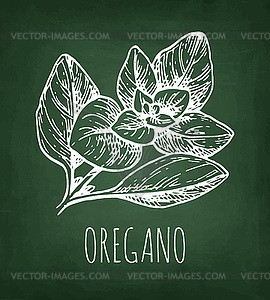 Oregano chalk sketch - vector clip art