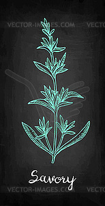 Savory chalk sketch - vector clip art