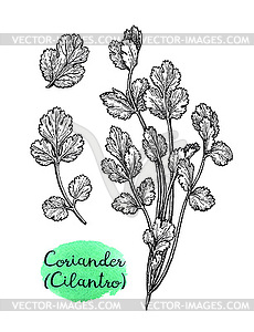 Coriander ink sketch - vector clip art