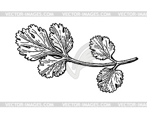 Coriander ink sketch - white & black vector clipart