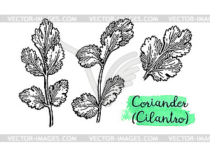 Coriander ink sketch - vector clip art