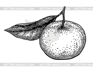 Ink sketch of mandarin orange - vector clip art