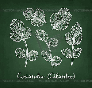 Coriander chalk sketch - royalty-free vector image