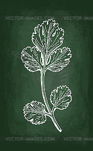 Coriander chalk sketch - vector clip art