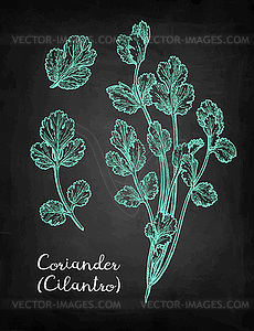 Coriander chalk sketch - vector image