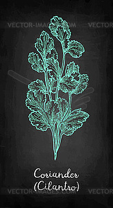 Coriander chalk sketch - vector image