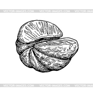 Ink sketch of mandarin orange - vector clipart