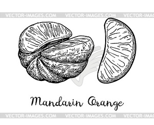 Чернильный эскиз мандарина оранжевый - векторный клипарт / векторное изображение