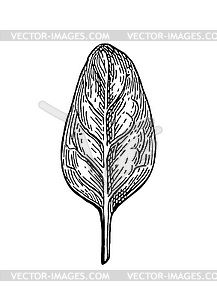 Ink sketch of spinach - vector clip art