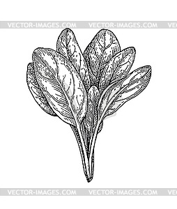 Ink sketch of spinach - vector clipart