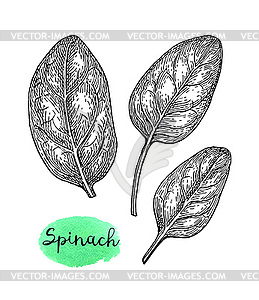 Ink sketch of spinach - vector image