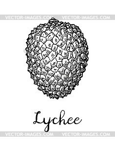 Lychee in black and white, drawn by hand. Sketch done in retro style.  13860768 Vector Art at Vecteezy