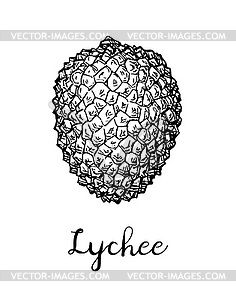 Ink sketch of lychee fruits - vector image