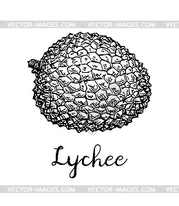 Ink sketch of lychee fruits - vector image