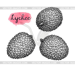 Lychee isolated tropical fruit sketch whole, half. Litchi isolated fruit  tropical dessert sketch. vector lychee whole and | CanStock