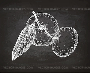 Chalk sketch of mandarin orange - vector image