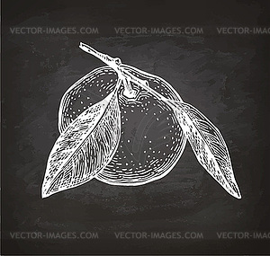 Chalk sketch of mandarin orange - vector clipart