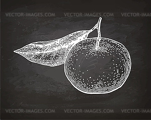 Chalk sketch of mandarin orange - vector image