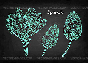 Chalk sketch of spinach - vector clip art