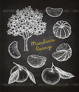 Mandarin orange set - royalty-free vector clipart