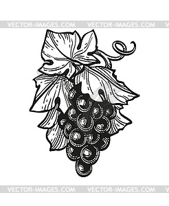 Ink sketch of grapes - vector image