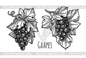 Чернильный эскиз винограда - стоковое векторное изображение