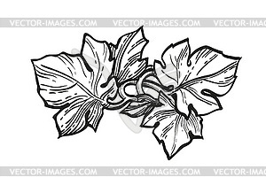 Ink sketch of grape leaves - vector clip art