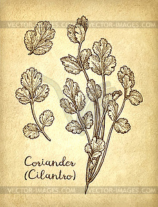 Ink sketch of cilantro - vector clipart