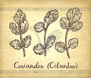 Ink sketch of cilantro - stock vector clipart