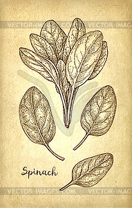 Ink sketch of spinach - vector image