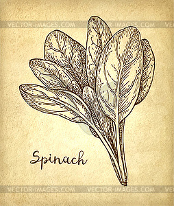 Ink sketch of spinach - vector clipart