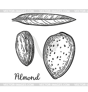 Hand drawn sketch almond design template. Organic food vector illustration.  Vintage nut illustration. Engraved style botanical background. - Stock  Image - Everypixel