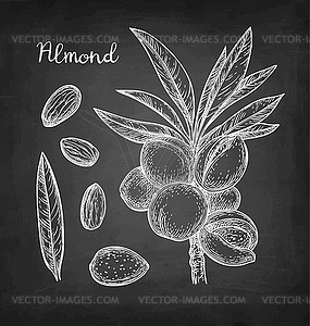 Chalk sketch of almond - white & black vector clipart