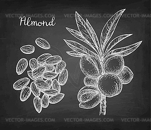 Chalk sketch of almond - vector clip art