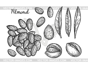 Ink sketch of almond - vector image