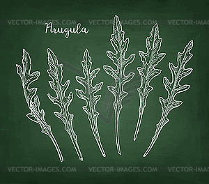 Chalk sketch of arugula - vector clipart